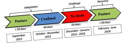 Methylome Patterns of Cattle Adaptation to Heat Stress